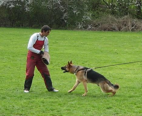 Schæferhund Maegaard's Falco R.I.P - Falco 11 mdr, laver bide arbejde med FCI-verdensmesteren Ismael de Vos billede 2