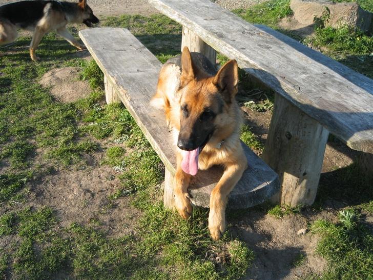 Schæferhund Maegaard's Falco R.I.P - Lidt tosset er vi vel alle billede 3