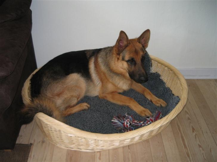 Schæferhund Maegaard's Falco R.I.P - Se "far" jeg har fået ny kurv billede 4