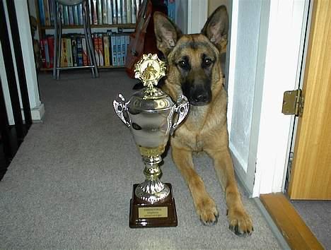 Schæferhund Quality - Quality og den fine DUS-vandrepokal  billede 11