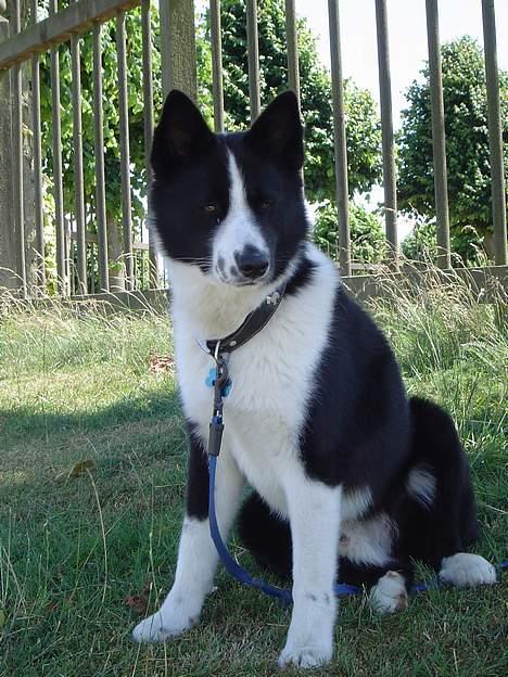 Karelsk bjørnehund Zago billede 5