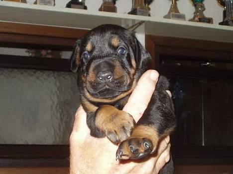 Dobermann Eden´s Andor *Ando* - Lille Ando :) billede 1