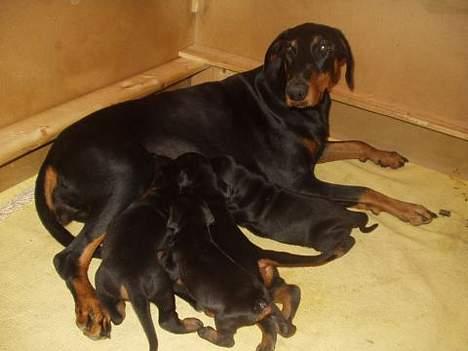 Dobermann Eden´s Andor *Ando* - Kuldet.. billede 2