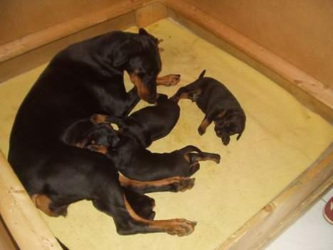 Dobermann Eden´s Andor *Ando* - Kuldet igen.. billede 3