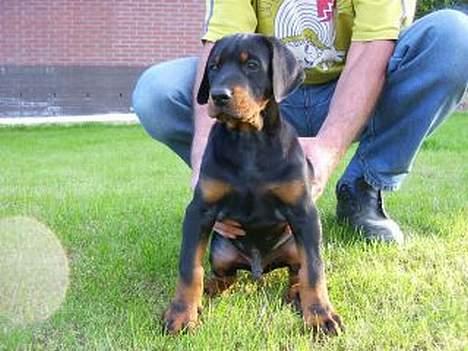 Dobermann Eden´s Andor *Ando* - Lille Ando :) billede 4