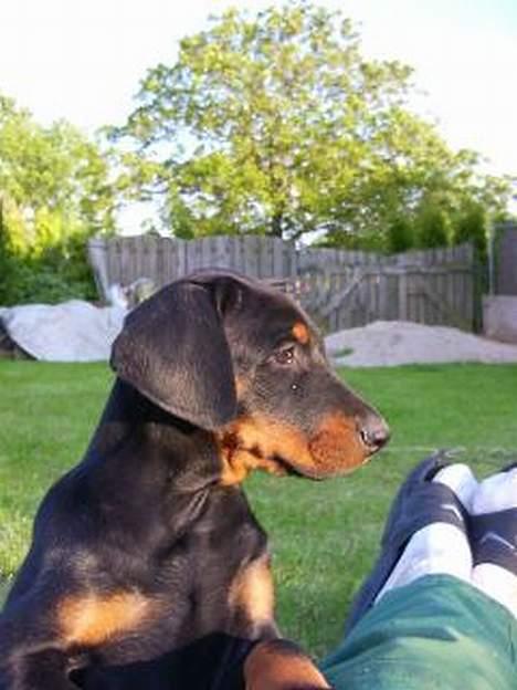 Dobermann Eden´s Andor *Ando* - Jeg synes han er så smuk.. billede 5