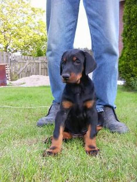 Dobermann Eden´s Andor *Ando* - Han er så dejlig ;) billede 7
