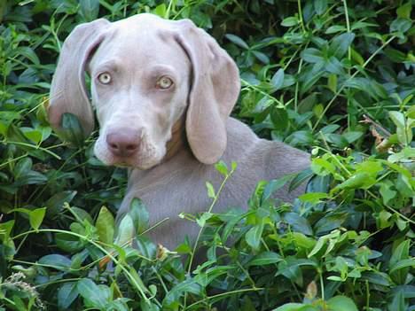 Weimaraner Sønderskoven's Diva Chili - Sønderskoven´s Diva Chili billede 1