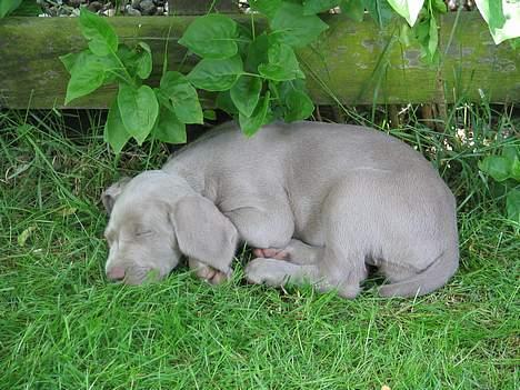 Weimaraner Sønderskoven's Diva Chili - Hos Familien Vestergaard den dag jeg blev "valgt" billede 2