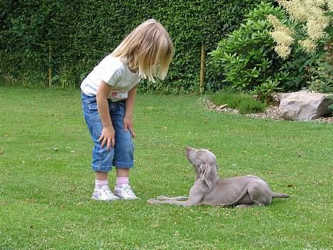 Weimaraner Sønderskoven's Diva Chili - Andrea og Diva billede 3
