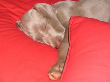 Weimaraner Sønderskoven's Diva Chili - Zzzzz... (ja, jeg snorker) billede 4