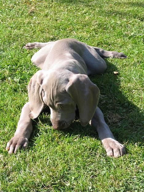 Weimaraner Sønderskoven's Diva Chili - Fla´ ud billede 5