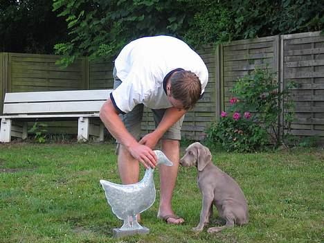 Weimaraner Sønderskoven's Diva Chili - Hva´ siger den? Rap? billede 6