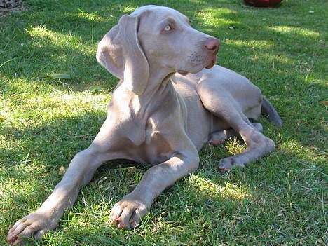 Weimaraner Sønderskoven's Diva Chili - Jeg poserer lige for kameraet... billede 7