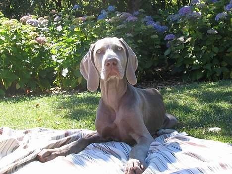 Weimaraner Sønderskoven's Diva Chili - Solbade kan jeg da også! billede 8