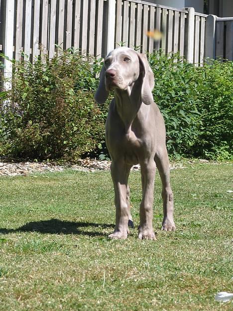 Weimaraner Sønderskoven's Diva Chili billede 9
