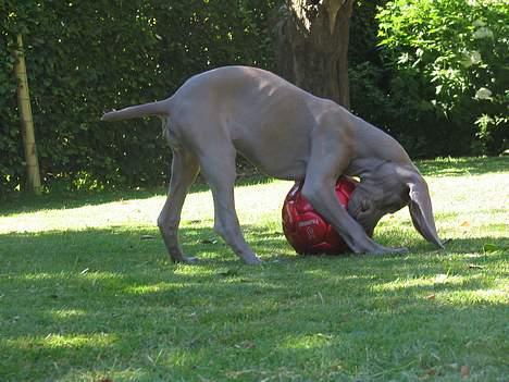 Weimaraner Sønderskoven's Diva Chili billede 10