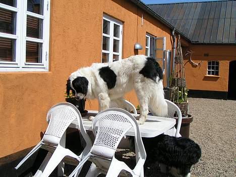 Landseer Zindy - Hvor blev katten af? Den var heroppe lige før. billede 13