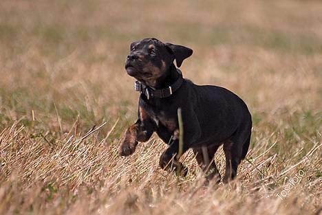 Blanding af racer Amweiler Fix *26-5* - *Nyt* Tosafoto  billede 7