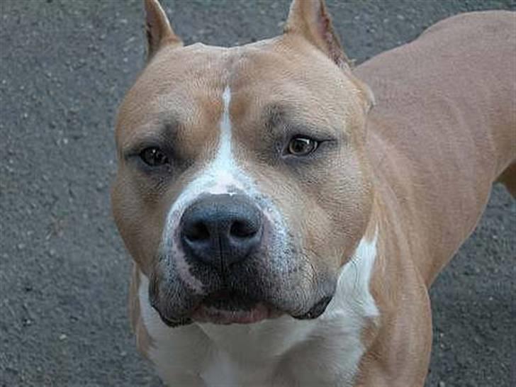 Amerikansk staffordshire terrier maximus - flyt dig lige billede 1