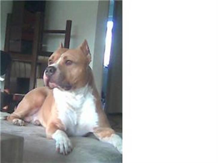 Amerikansk staffordshire terrier maximus - er jeg ikke super lækker med solen i hovedet:-) billede 2