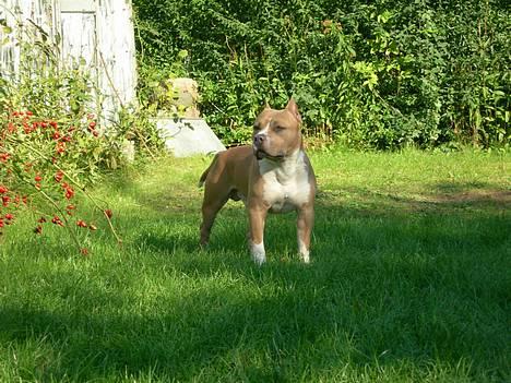 Amerikansk staffordshire terrier maximus - kan da godt stå pænt mor billede 3