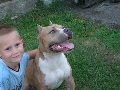 Amerikansk staffordshire terrier maximus - jakob krammer maximus billede 4