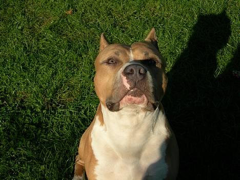 Amerikansk staffordshire terrier maximus - ja lidt dejlig er man vel altid billede 5