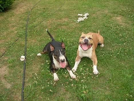 Amerikansk staffordshire terrier maximus - maximus og hans dejlige ven tazz billede 6