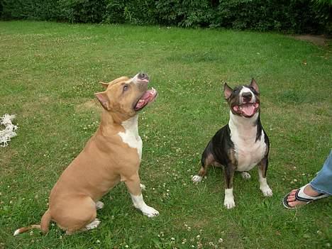 Amerikansk staffordshire terrier maximus - maximus og taaaaaaaaaaaaaaaaaaaaaazzzzzzzzzzzzzz billede 7