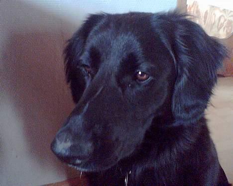 Blanding af racer Laddie billede 2