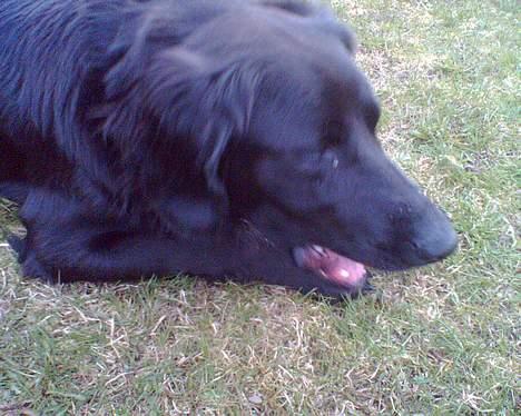 Blanding af racer Laddie billede 3