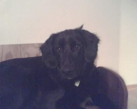 Blanding af racer Laddie billede 4