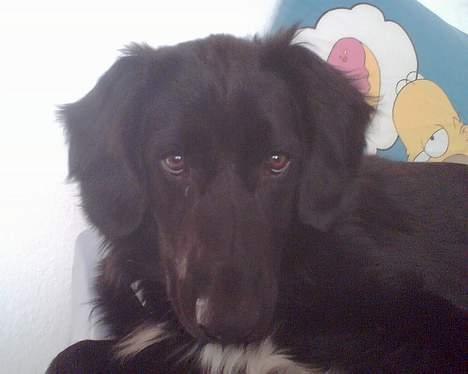 Blanding af racer Laddie billede 5