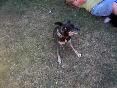 Blanding af racer Lady R.I.P - VOV VOV!! (opmærksomhed tak !)  billede 13