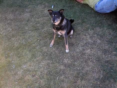 Blanding af racer Lady R.I.P - den farlige lille hund !!! PAS PÅ !<3 billede 14