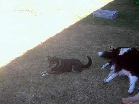 Blanding af racer Lady R.I.P - de skøre slapper af i skyggen . ! <3 billede 15