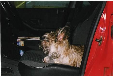 Cairn terrier Pjuske - efter vi har været på ferie uden hende har hun sovet i bilen :P billede 13