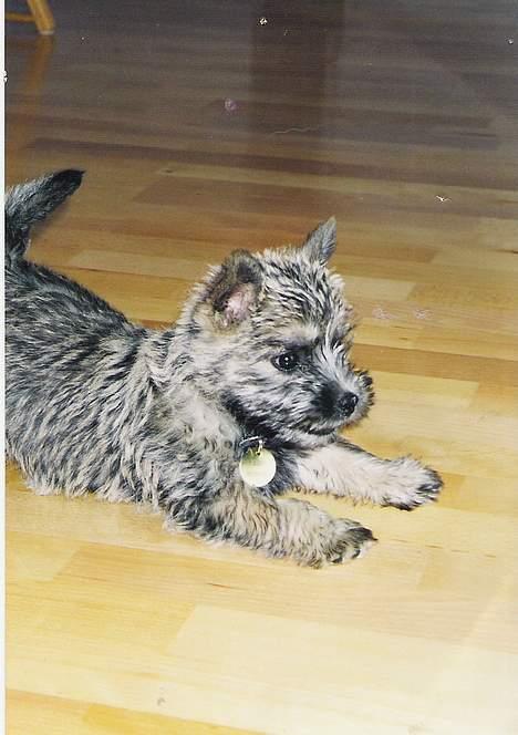 Cairn terrier Pjuske - den stilling kunne hun holde i flere timer, som hvalp :) billede 14