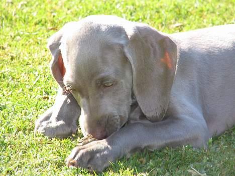 Weimaraner Sønderskoven's Diva Chili billede 11