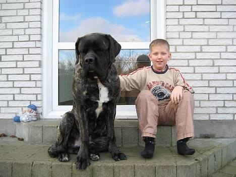 Mastiff engelsk mastiff Hogan - 8½ mdr gammel sammen med store bror billede 5