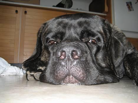 Mastiff engelsk mastiff Hogan - Det er hårdt at være hund billede 9