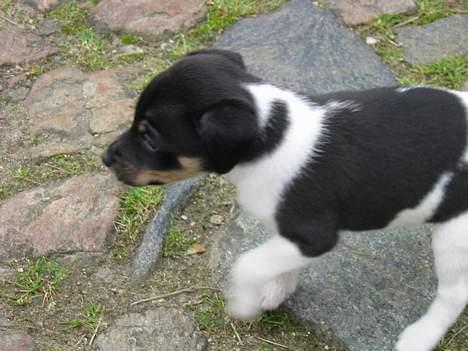 Dansk svensk gaardhund Anton billede 1