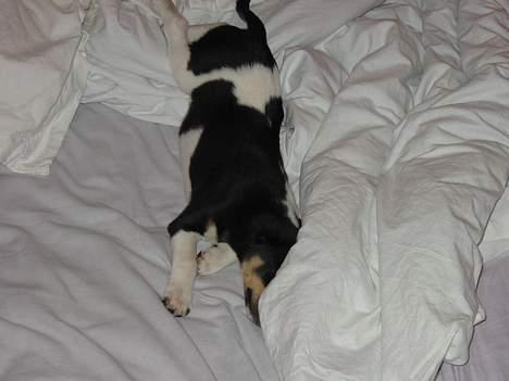 Dansk svensk gaardhund Anton billede 2