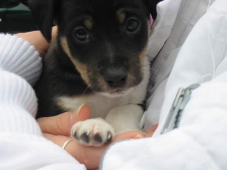 Dansk svensk gaardhund Anton billede 3