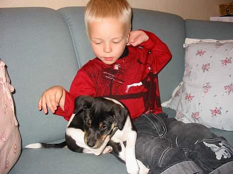 Dansk svensk gaardhund Anton billede 4