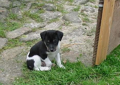 Dansk svensk gaardhund Anton billede 5