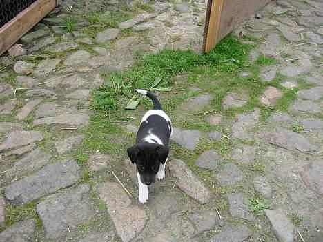 Dansk svensk gaardhund Anton billede 6