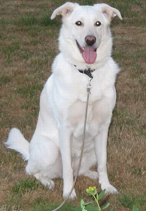 Blanding af racer Laika billede 10