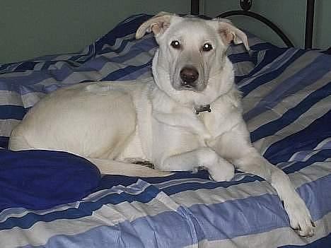 Blanding af racer Laika billede 11